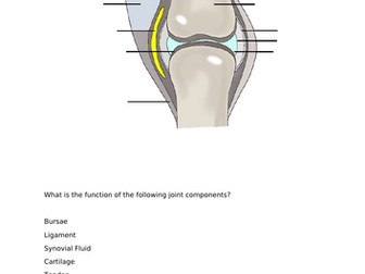 GCSE PE - Synovial Joint Worksheet