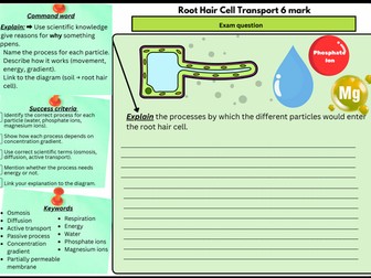 Root Hair Cell Transport – 6 MarkQ | Scaffolded/Differentiated (Osmosis,Diffusion & ActiveTransport)