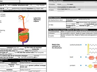 GCSE Biology Digestion revision organiser plus answers B3
