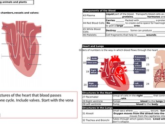GCSE Biology Heart, heart treatments and plant transport revision organiser plus answers