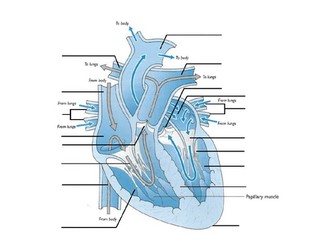 Cardiovascular System
