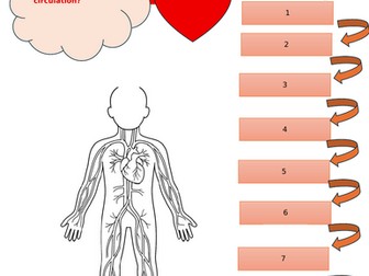 Human circulation worksheet