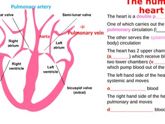 Heart and blood vessels revision for AQA GCSE Biology - 35 slides