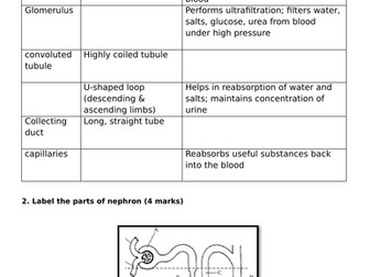 Worksheet on structure of nephron
