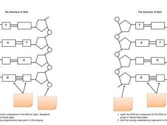 DNA Structure Worksheet and Exam Questions