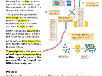 Introduction to Protein Synthesis and Transcription