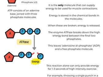 BTEC Sport Unit 1- Topic E (Energy Systems)