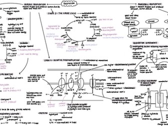 AQA A-Level Biology Respiration Mindmap