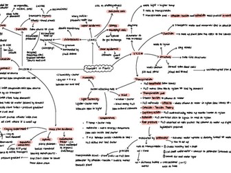 A-Level Mass Transport in Plants Mindmap