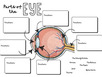 Parts of the Eye