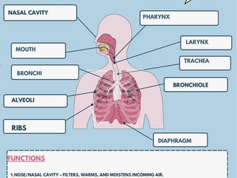 Respiratory system poster