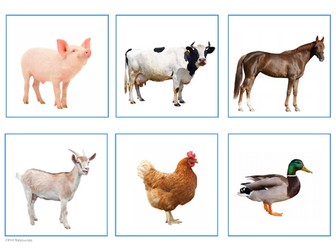 Animal Flashcards