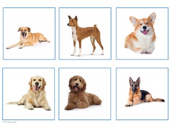 Pets Flashcards