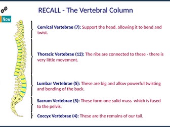 GCSE PE (Edexcel) - Classification of joints & Types of movement