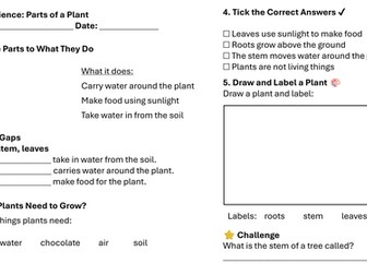 Year 1 Science: Parts of a Plant Lesson 2
