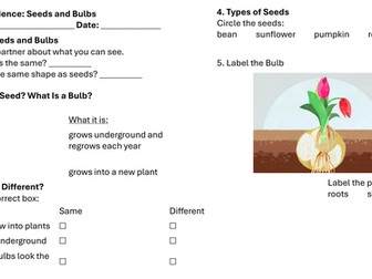 Year 1 Science: Seeds and Bulbs Lesson 4