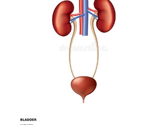 Edexcel - Medical Science Btec - Unit 1 - Topic E - Revision