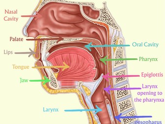 SLT Anatomy: Head, Brain & Nerves