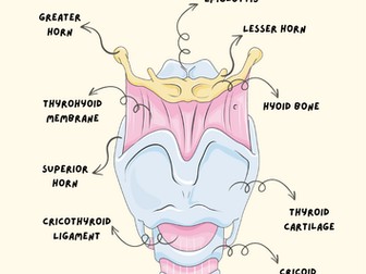 The Larynx Anatomy Poster — SLT