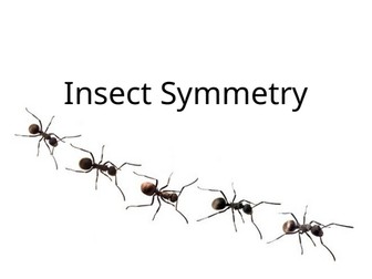 Year 10 - 11 Art scheme on Insects
