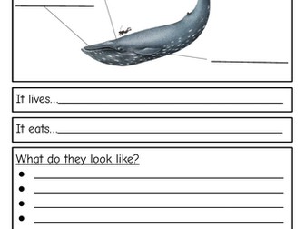 Year 2 Non-chronological report template (Whales)