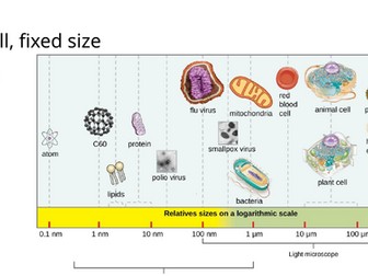 A2.3 Viruses