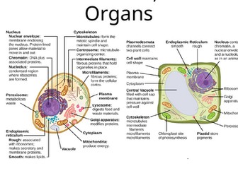 AQA GCSE Biology - Cells