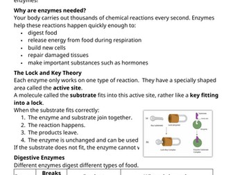 Enzyme comprehension and revision worksheet