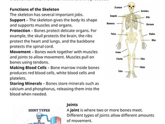 The Skeleton and Joints comprehension worksheet and extension questions