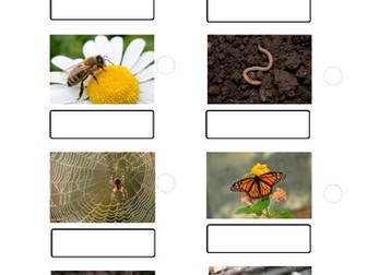 Bug Hunt sheet
