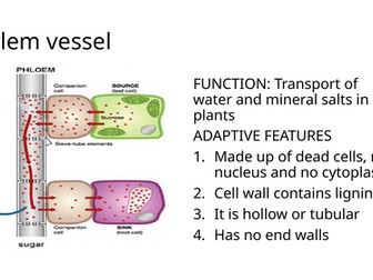IGCSE BIOLOGY TRANSPORT IN PLANTS