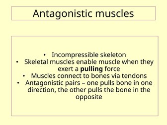 Muscle contraction A Level Biology