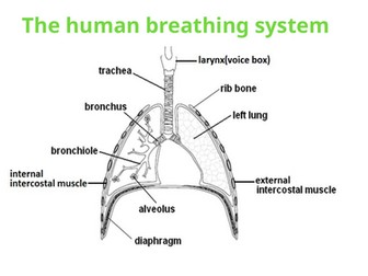 IGCSE BIOLOGY GAS EXCHANGE IN HUMANS