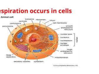 IGCSE BIOLOGY RESPIRATION