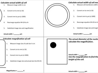 scaffolded magnification calculation worksheet