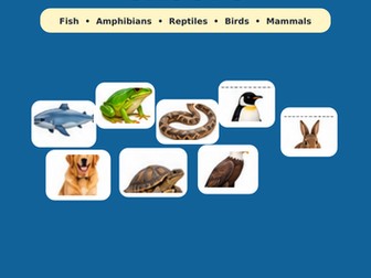 Year 1 Science – Animal Groups | Fish, Amphibians, Reptiles, Birds & Mammals