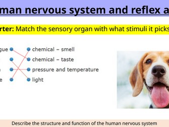 Nervous system lesson