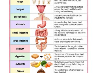 Year 4 Science Vocabulary – Digestion & Teeth
