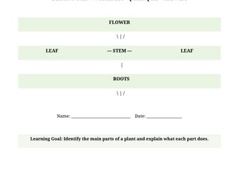 Parts of a Plant and Their Functions – Year 5 Science Worksheet & Quiz