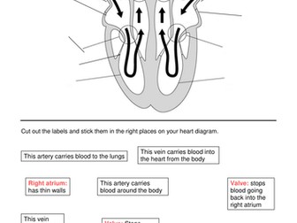 pdf the psoas