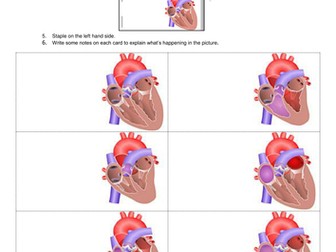 Cardiac cycle flip book