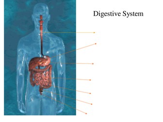 Digestive system powepoint