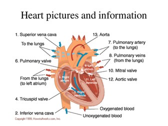 Images of heart powerpoint