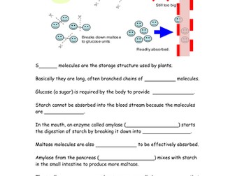 Enzymes & digestion