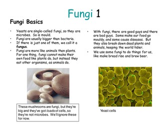 3 Types of Microbes Activity