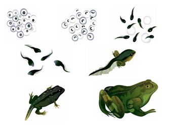 FROG LIFE CYCLE PICTURES