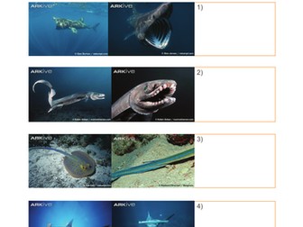 Sharks and rays - classification key