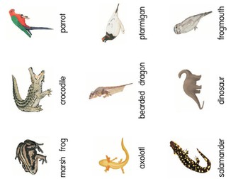 Classification of Vertebrates Card Sort