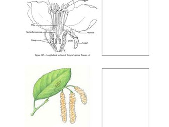 Adaptation for Pollination 
