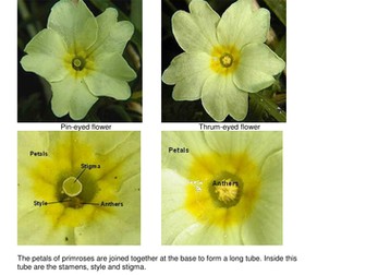 cross-pollination, primrose, iGCSE Biology Edexcel
